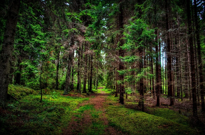 green leafed trees nature landscape forest wood branch leaves 2k 4k