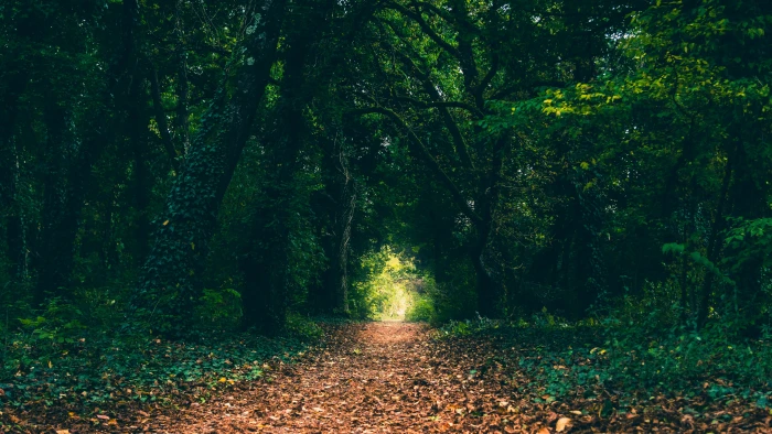 green trees forest path leaves nature plant tranquility 2k 4k 5k
