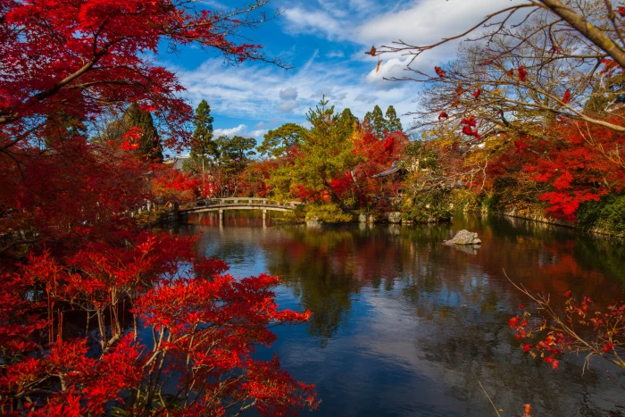photography of body water near red leaf tree japanese asia 2k 4k 5k