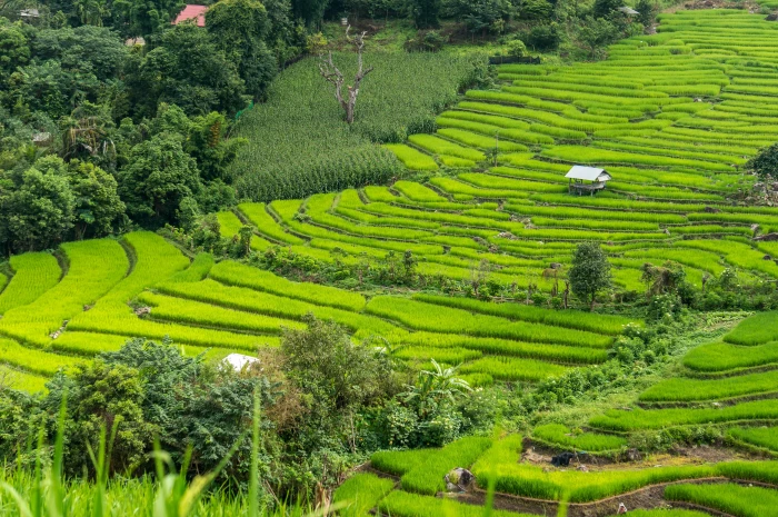 Rice Field Terrace Thailand chiang mai landscape agriculture 2k 4k 5k