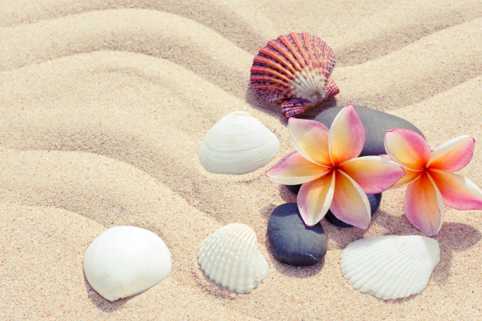 white shells sand beach summer flowers stones plumeria 2k 4k 5k