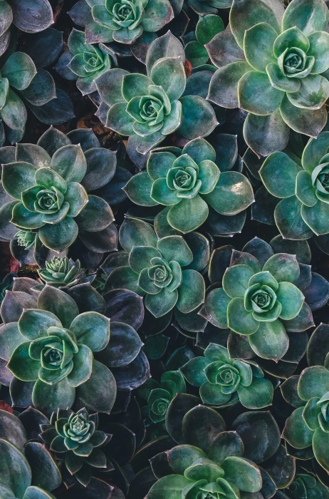 nature succulent plants 2k