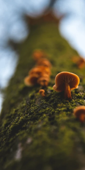 Flammulina velutipes 2k