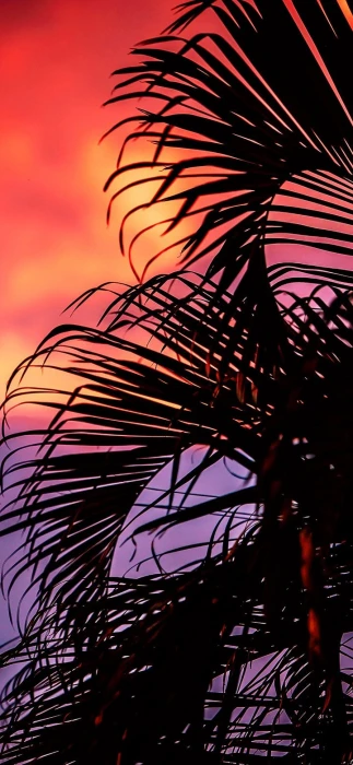 Aesthetic view of dark palm leaves wallpaper