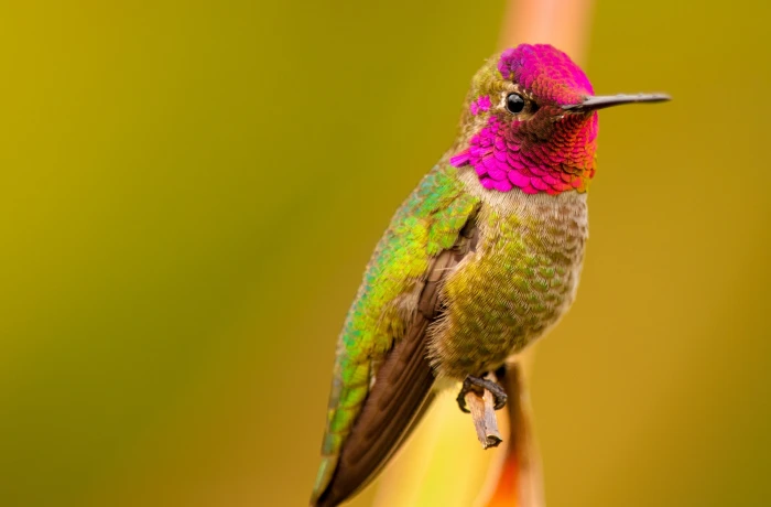 Anna s Hummingbird Male Bird green and pink hummingbird Animals 2k