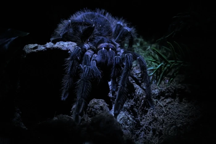 black and gray fur jacket macro spider tarantula animal themes 2k