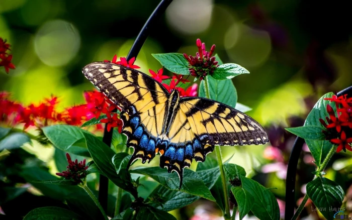 black and yellow butterfly nature insect plants macro animal themes 2k