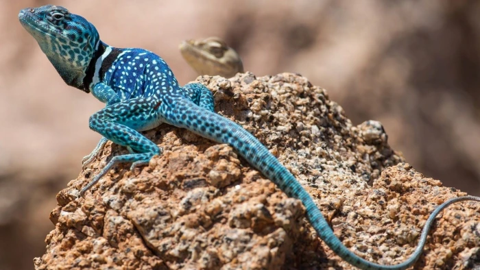 blue and white lizard reptile on brown rock nature animals 2k