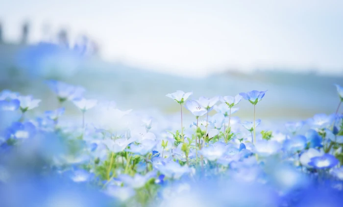 blue flowers field petals blur Nemophila nature plant summer 2k