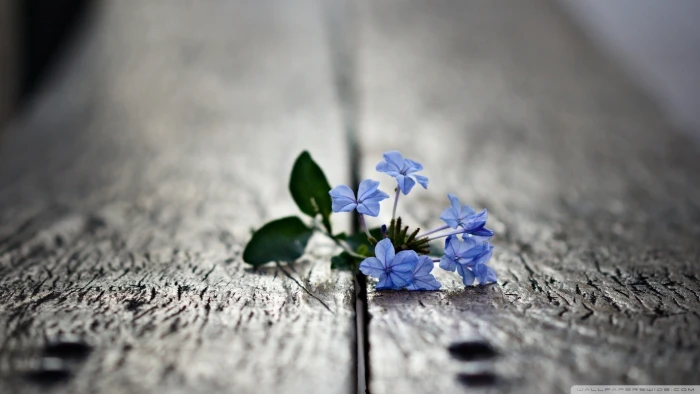 blue flowers selective focus photo of petaled nature 2k