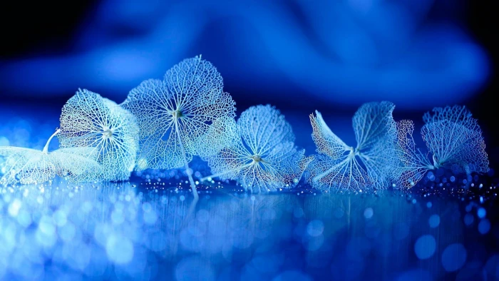 blue water droplets light macro close up drops flower 2k