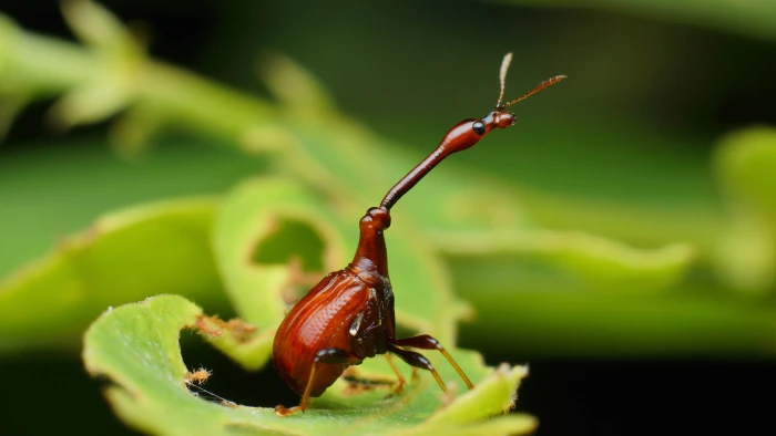 brown Giraffe Weevil perched on green leaf in closeup photography 2k 4k 5k