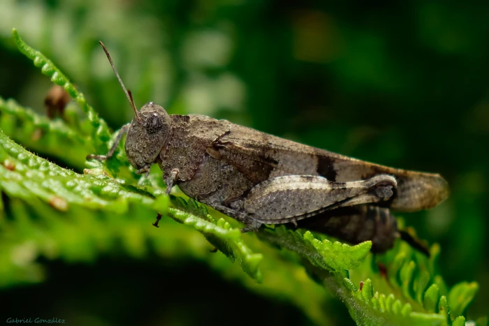 brown grasshopper on leaf in macro photography during daytime 2k