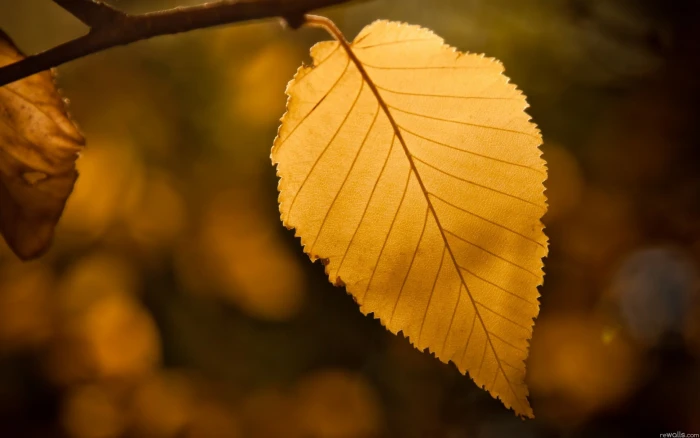 brown leaf macro nature leaves fall autumn tree forest 2k
