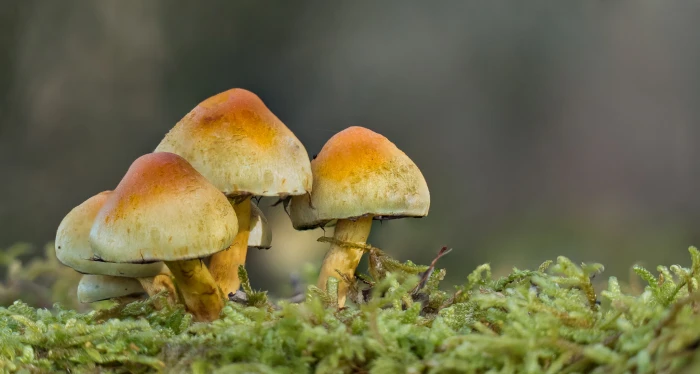 brown mushroom on ground Lumix FZ Focus stacking macro nature 2k