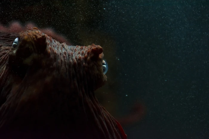 brown octopus eyes macro underwater sea animal nature wildlife 2k