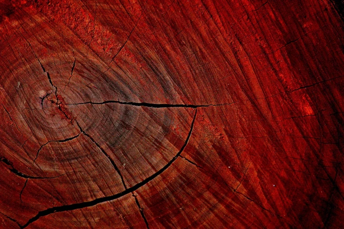 brown wood slab texture macro nature trees 2k
