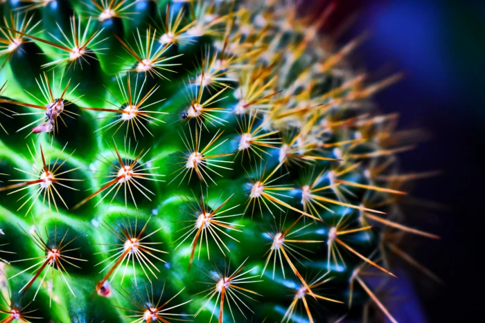 cactus green flowers macro 2k 4k 5k