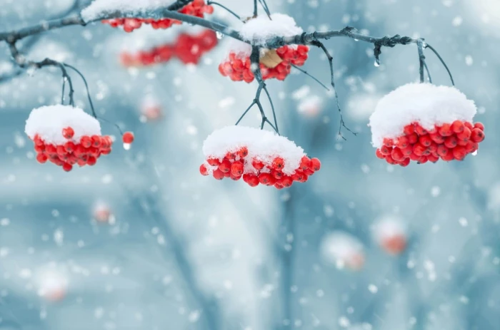 close up focus photo of snow covered red berries on a tree branch during winter fall 2k