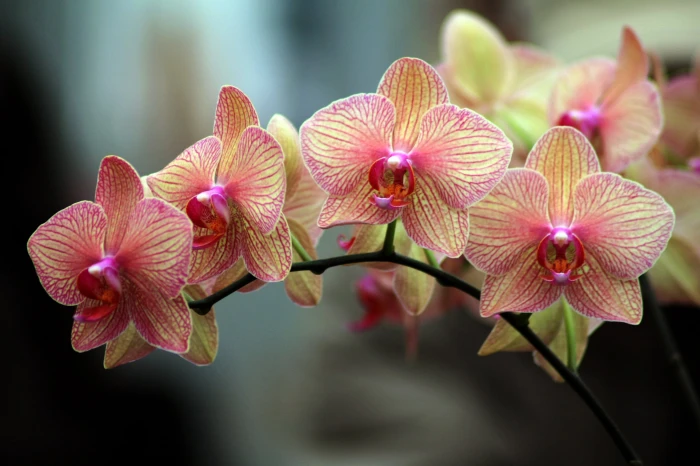 close up photo of orange and yellow Orchid flower orchid Splendor 2k