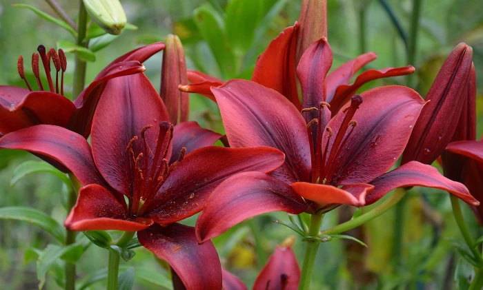 close up photo of red petaled flowers nature macro purple 2k 4k 5k