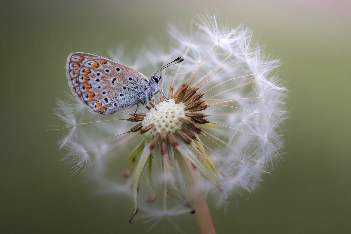common blue butterfly macro plants flowers animals insect 2k
