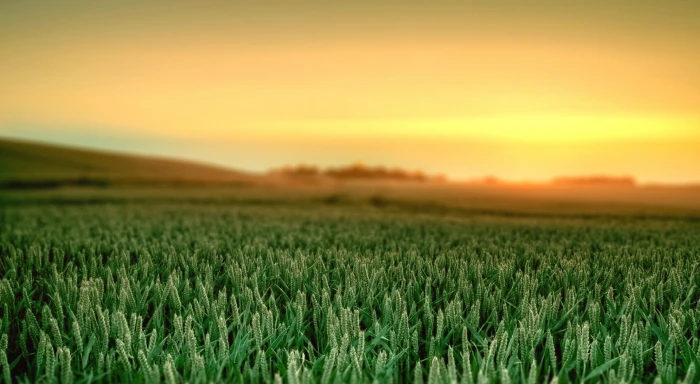 elementary OS morning Computers Linux landscape field agriculture 2k