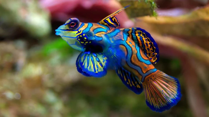 fish marine biology colorful macro photography underwater 2k