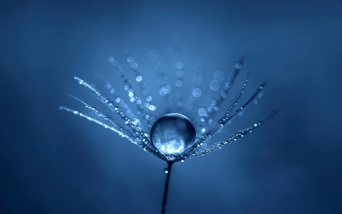 flower bud with water dew simple blue macro drops depth of field 2k