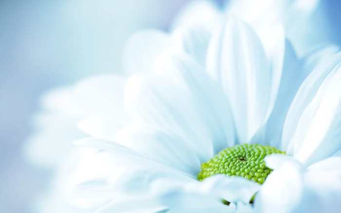 Flowers Nature Macro White white daisy 2k