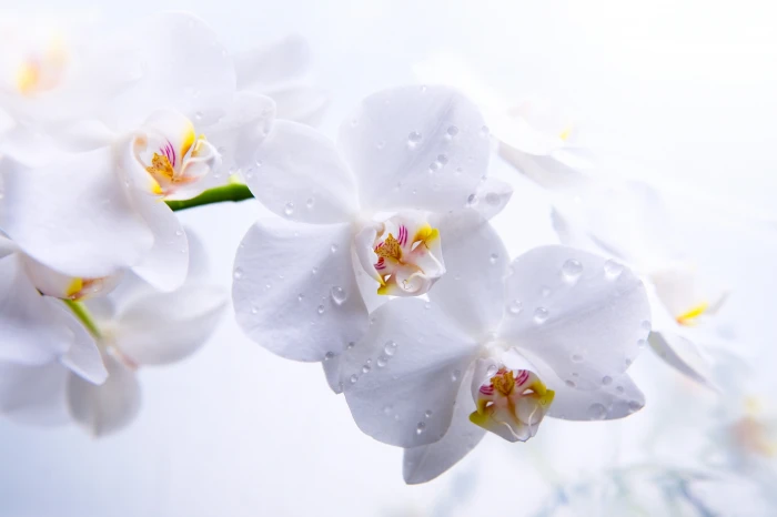flowers Orchid macro white 2k 4k