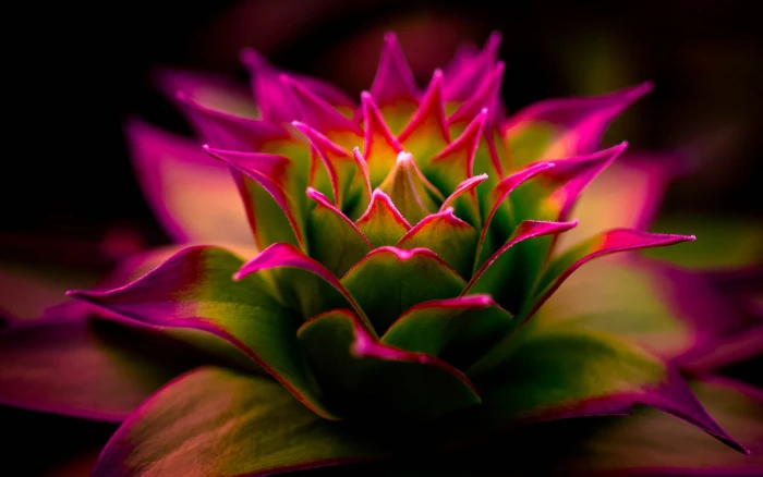 flowers pink macro nature photography blurred depth of field 2k