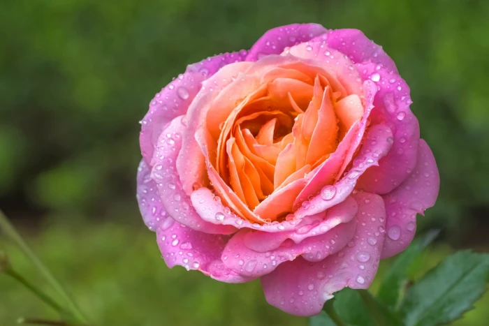flowers plants macro flowering plant petal beauty in nature 2k