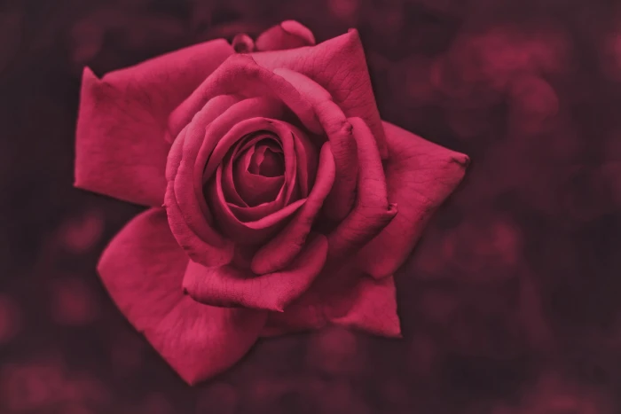 flowers plants rose red macro flowering plant petal beauty in nature 2k