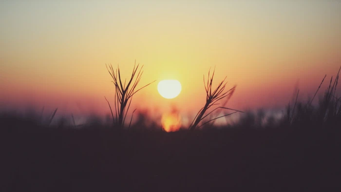 grass silhouette sunset over of flowersr nature 2k