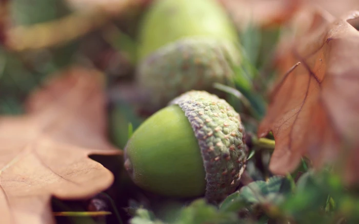 green and black leaf plant macro plants leaves fall acorns 2k