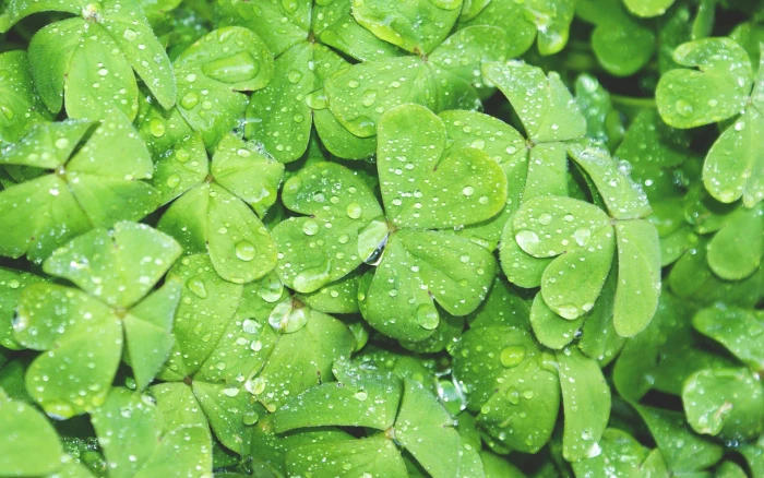 green clover leaf lot wallpaper nature water drops macro plants 2k