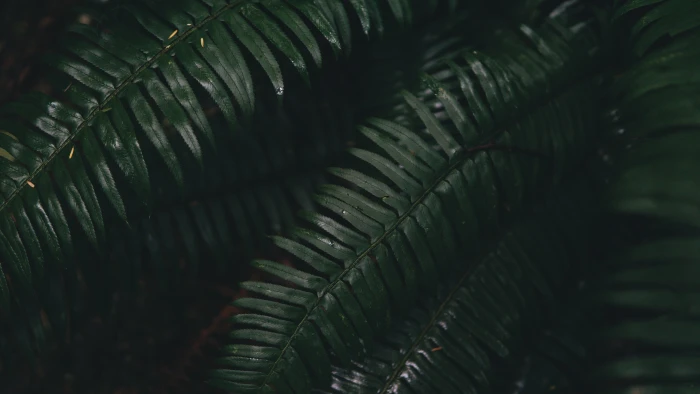 green fern leaves plant nature leaf close up frond pattern 2k 4k 5k