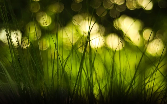 green grass wallpaper focus photo of macro depth field 2k