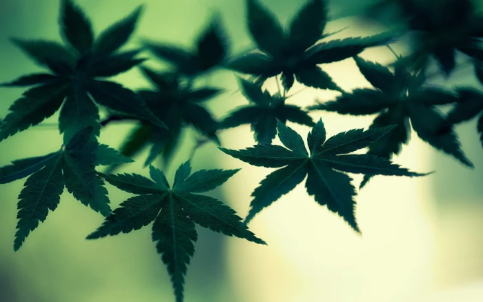 green leaf plant with black pot closeup plants background 2k