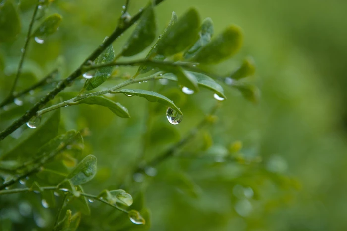green leaf plant with dew drops leaves Australia nature Color 2k