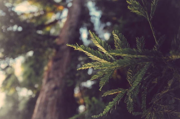 green leaf plant photo of tree leaves during daytime conifer 2k 4k