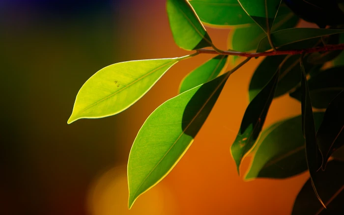 green leaf plant plants nature macro bokeh part close up 2k