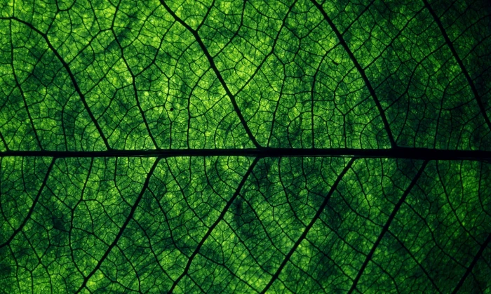 green leaf plants macro leaves nature Color 2k