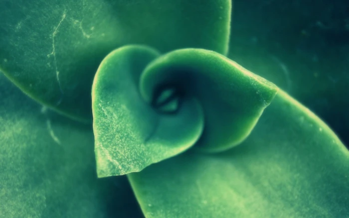green leaf macro photography of plant nature leaves 2k