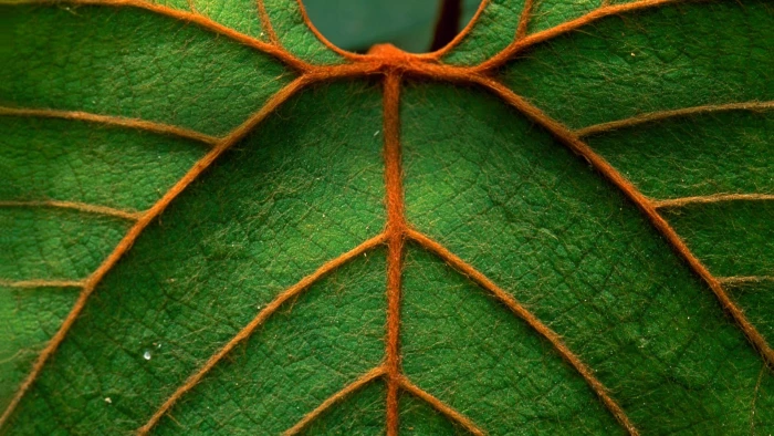 green leaf nature macro leaves pattern lines orange symmetry 2k