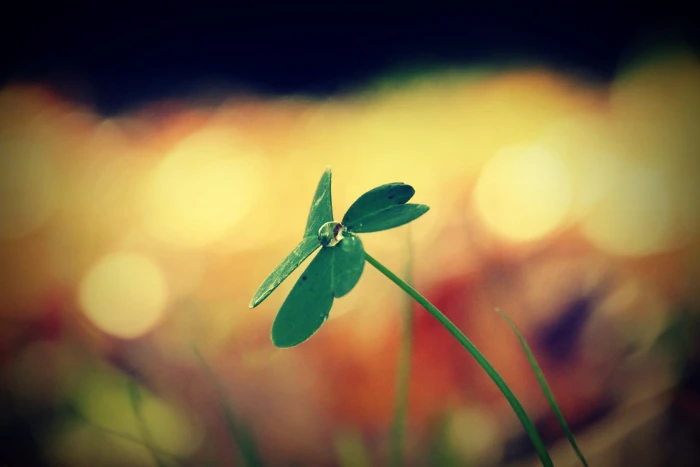 green leaf selective photography of plant leaves 2k