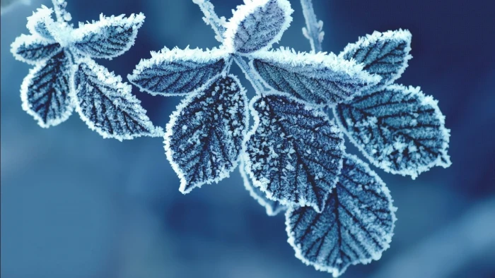 green leafed plant frozen leaf macro leaves zing ice plants