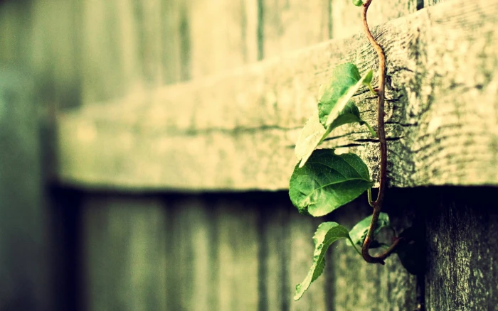green leafed plant leaf on wooden fence macro filter 2k
