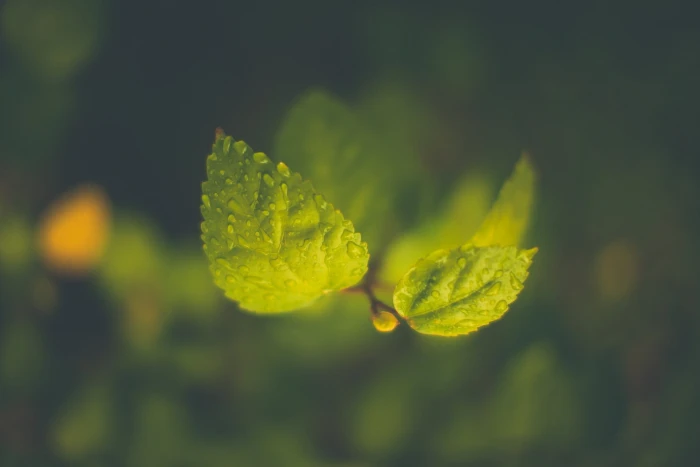 green leafed plant leaves with water droplets nature 2k